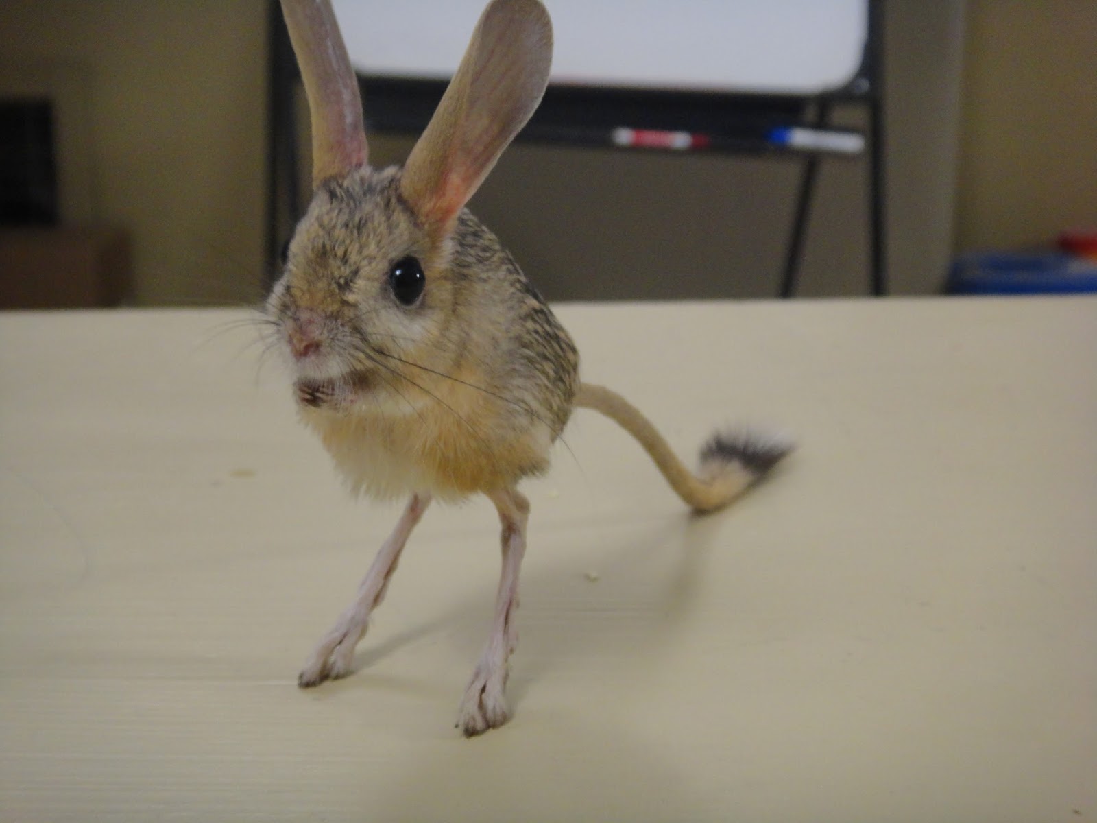 A jerboa on a table, looking at viewer.